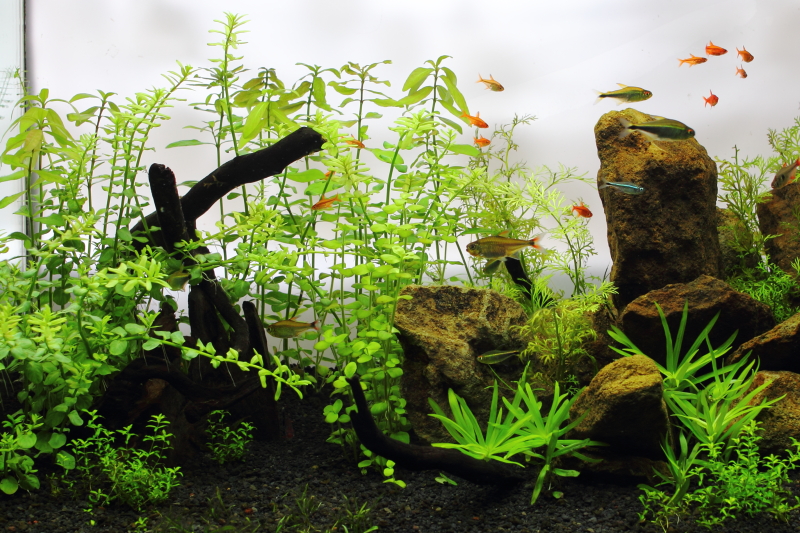 植栽から14日目ハイグロフィラ　ポリスペルマ